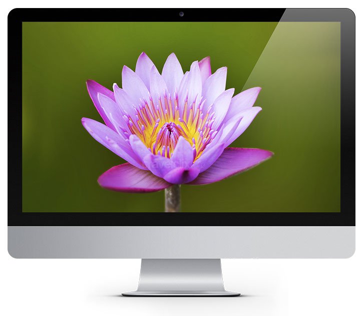 Lotus Wallpaper on Desktop