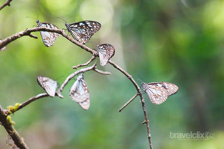 Sambar Kond - Butterflies