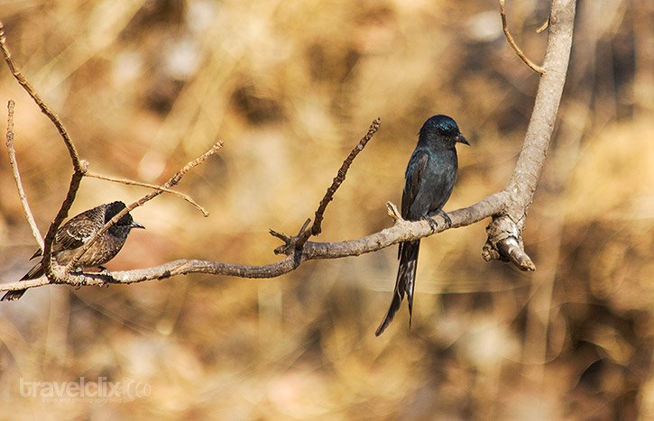 Black Drongo & Red Vented Bulbul