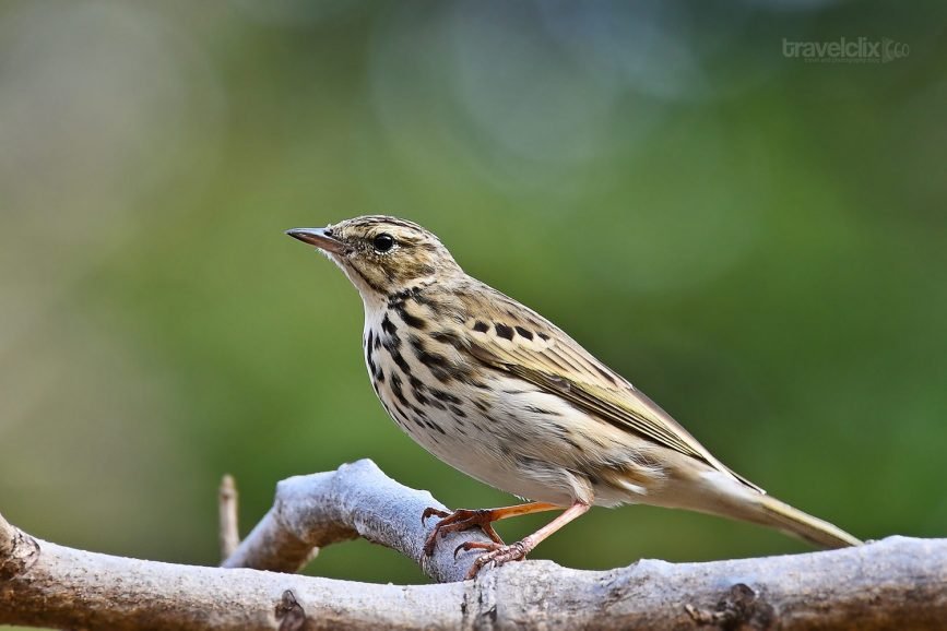 olive-backed-pipit
