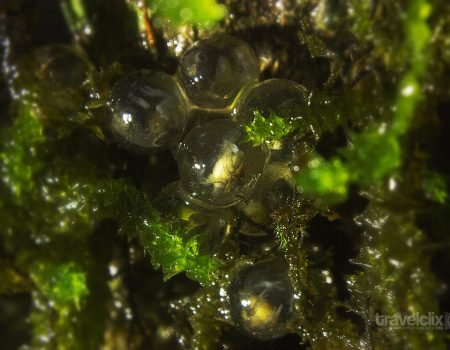Closeup - Bush Frog's egg