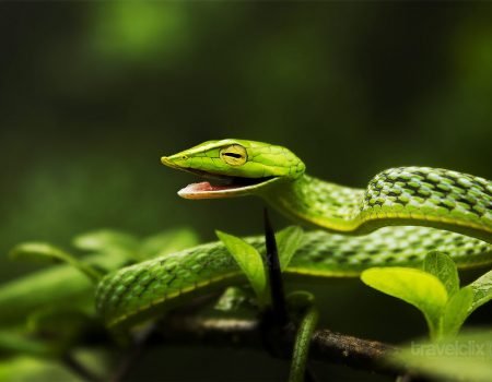 Green Wine Snake - Amboli, Maharashtra, India