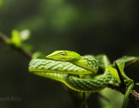 Green Wine Snake - Amboli, Maharashtra, India
