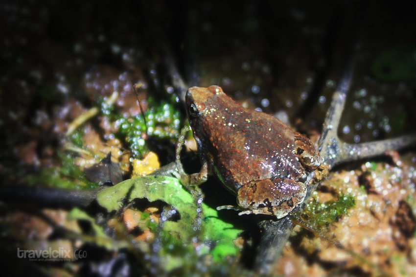 Ornate Narrow Mouth Frog