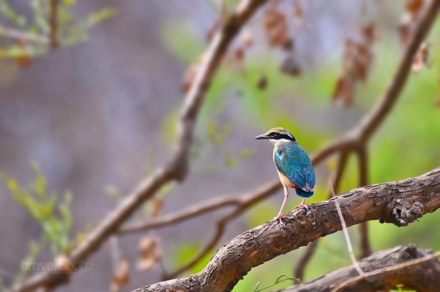Indian Pitta, Navrang, Bird With 9 Shades of Colors