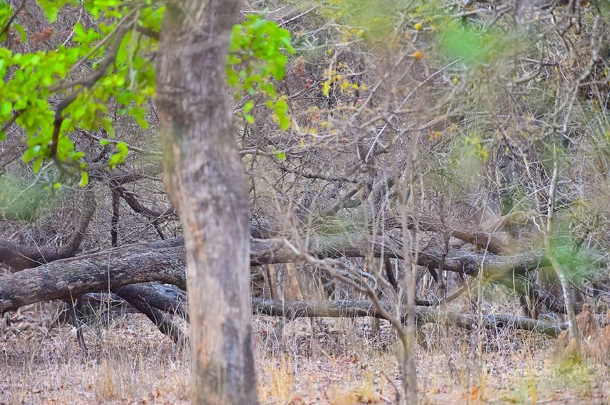Leopard sitting in a thicket at tadoba andhari tiger reserve