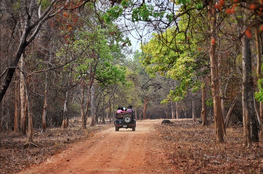 Route Coming from Navegaon Bufffer, Tadoba National Park
