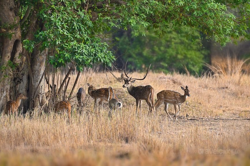 Herd of Spotted Deers With Grey Langurs