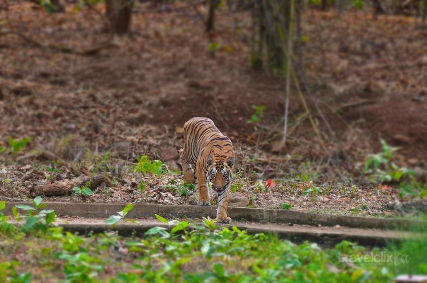 tiger At Waterhole - Sub-Adult Male tiger Cub