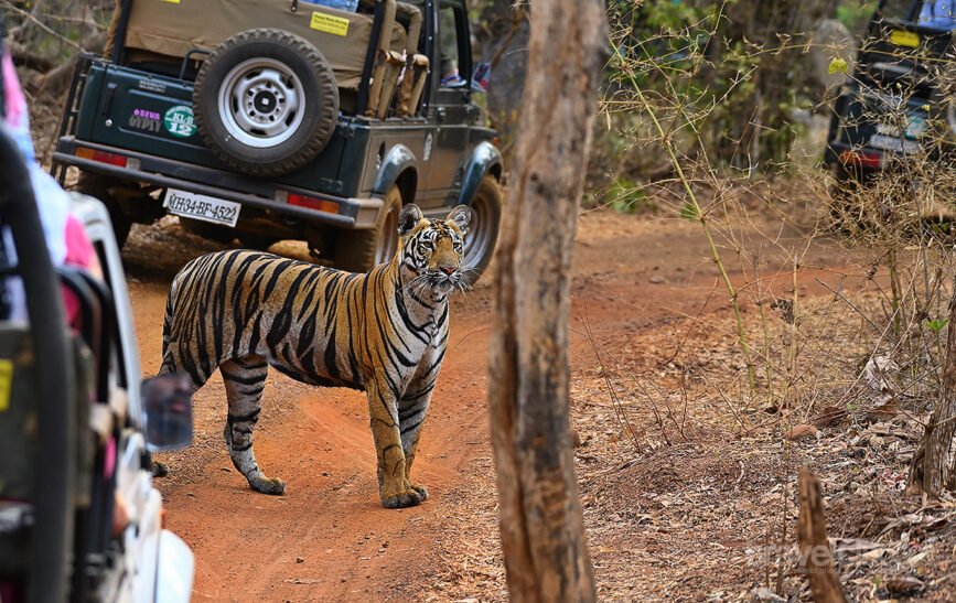 Zunabais tiger Cub