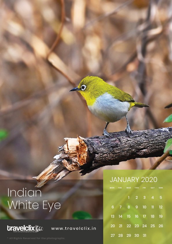 Birds of Maharashtra Calendar 2020