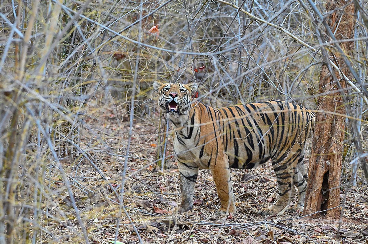 Maya's male cub acquiring smell of a dead animal before crossing the path in navegaon buffer, Tadoba National Park