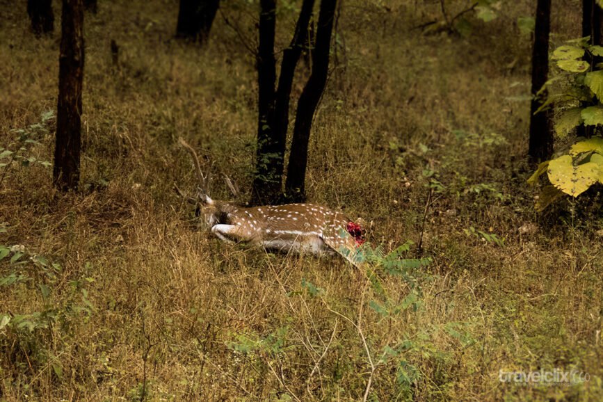 deer-kill-khursapaar-at-pench-travelclix