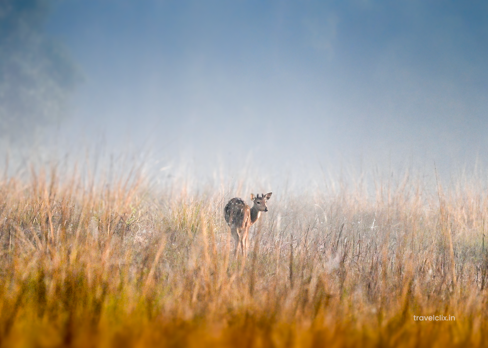 deers-mukki-mistycal-forest-kanha-travelclix