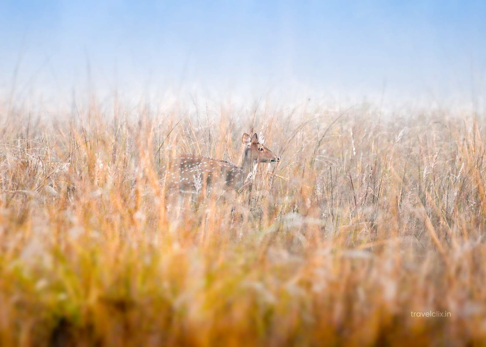 misty-grassland-kanha-travelclix