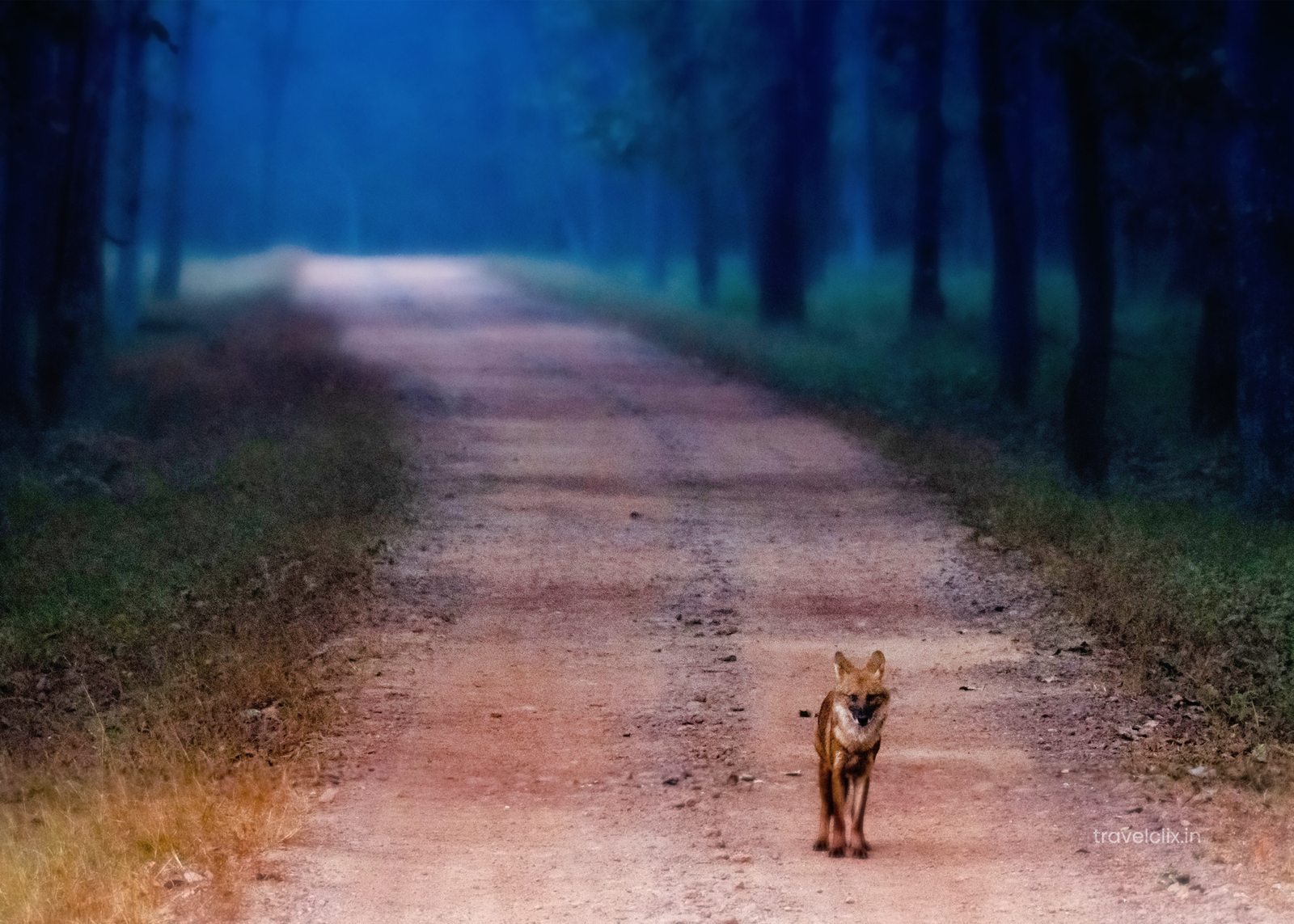 wild-dog-mukki-kanha-national-park-travelclix
