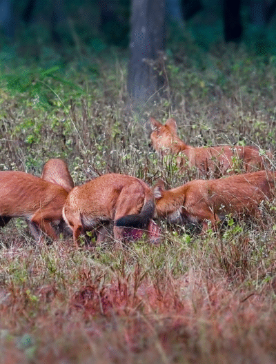 wild-dogs-killed-chital-deer-kanha-national-park-mukki