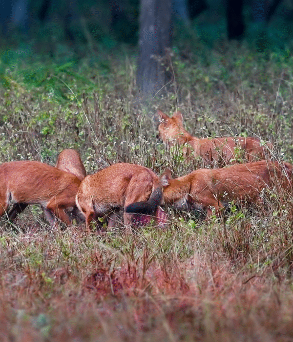 wild-dogs-killed-chital-deer-kanha-national-park-mukki