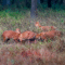 wild-dogs-killed-chital-deer-kanha-national-park-mukki