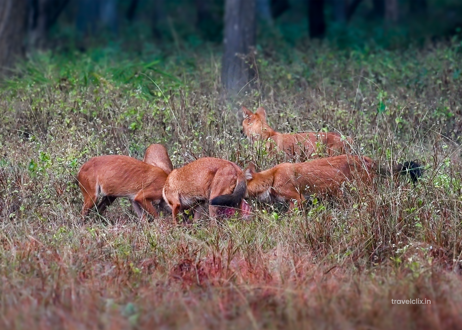 wild-dogs-killed-chital-deer-kanha-national-park-mukki
